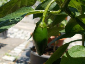 Chilis01072015 013