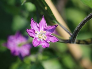IMG_2896