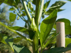 Chilis07072015 005