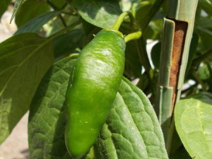 Chilis07072015 001