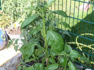 IMG_6873-Francos-Aji-k