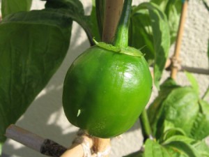 150711_Rocoto Manzano_unreife Frucht