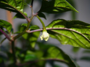 IMG_6898-pingT-Juli-Blüte2