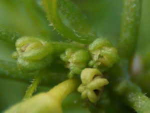 Mutant Knospen