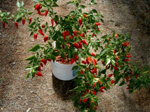 Inca red drop in Passiv Hydro