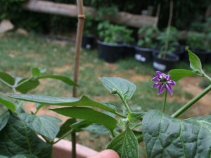 IMG_6916-Rocoto-Marlene2-Blüte