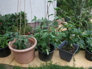 IMG_6917-Rocoto-Marlene