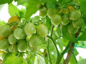 150725004_Dattelweintomate gelb