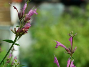 150725008_Limetten Agastache