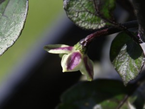 LAvaBlüte