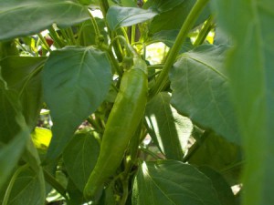 Chilis26072015017