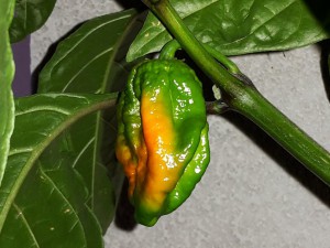 20150728_204611