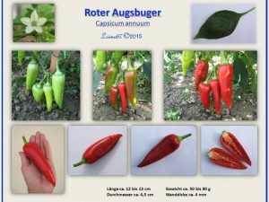 Steckbrief_Roter Augsburger_2015_Leima67