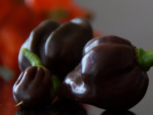 Habanero Brown Large