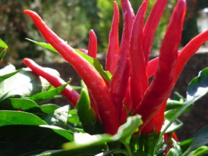 Thai Chili