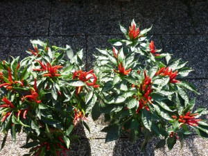 Thai Chili