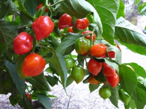 Habanero Caribbean