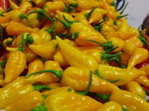 Habanero Afrika
