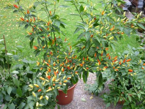 Tabasco