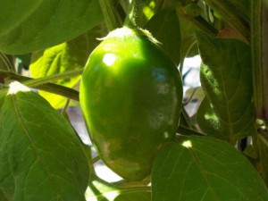 Chilis03082015011