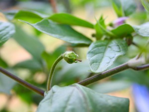 IMG_7105-rocoto-de-seda-3