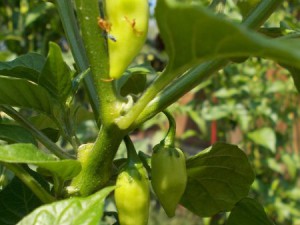 Chilis07082015012