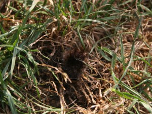 IMG_7121-Gatentiert2