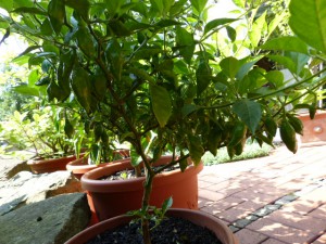 Limon
