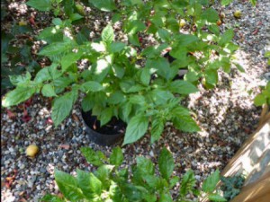 Apfelbaum Chinensen