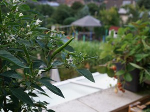 DSC05613