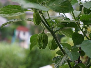 DSC05628