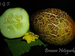 Braune Netzgurke