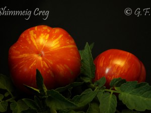 Shimmeig Creg