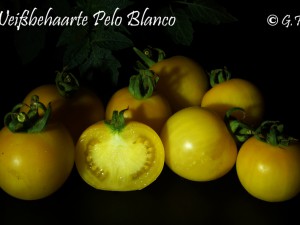 Weißbehaarte Pelo Blanco 1