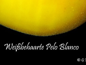 Weißbehaarte Pelo Blanco 2