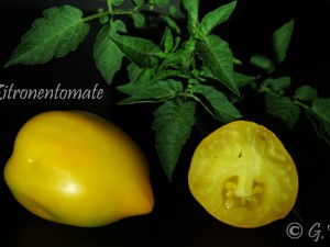 Zitronentomate