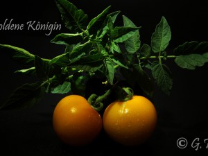 Goldene Königin