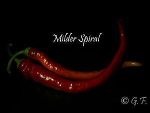 Milder Spiral