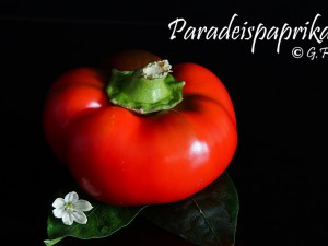 Paradeispaprika 1