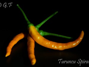 Turuncu Spiral