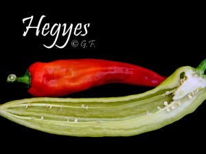 Hegyes