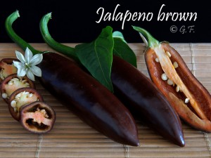 Jalapeno Brown