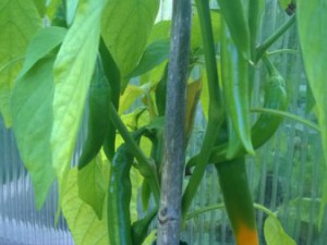 WP_20150630_008