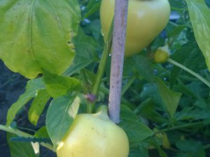WP_20150630_010