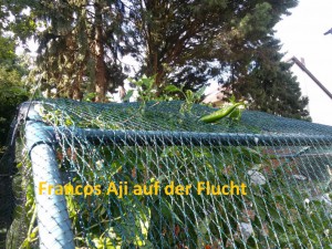 Francos Aji Auf Der Flucht