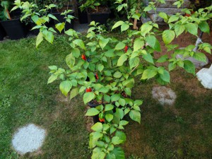 Fatalii Gourmet Jigsaw
