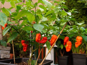 Fatalii Gourmet Jigsaw