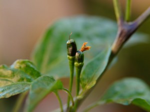 Chacoense