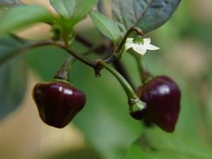 Cheiro Roxa