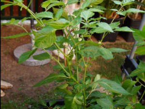 Olive Jolokia